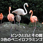 ピンクと白とその間、3色のベニイロフラミンゴ
