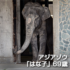 アジアゾウ「はな子」69歳