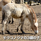 モウコノウマの3頭の子
