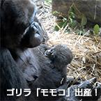ゴリラ「モモコ」出産！