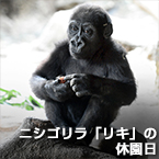 ニシゴリラ「リキ」の休園日