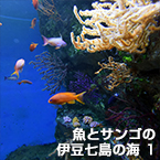 魚とサンゴの伊豆七島の海 1