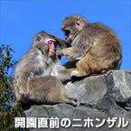 開園直前のニホンザル