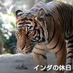 インダの休日