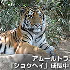 アムールトラ「ショウヘイ」成長中