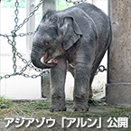 アジアゾウ「アルン」公開