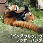 「パンダのもり」のレッサーパンダ