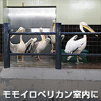 モモイロペリカン室内に