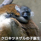 クロキツネザルの子誕生