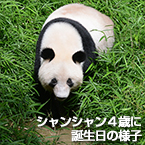 シャンシャン4歳に 誕生日の様子