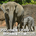 アルンの成長（その３）：野外放飼場での過ごし方