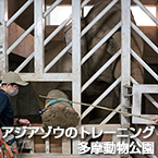 アジアゾウのトレーニング 多摩動物公園
