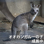 オオカンガルーの子成長中