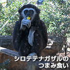 シロテテナガザルのつまみ食い