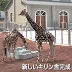 新しいキリン舎完成