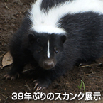 39年ぶりのスカンク展示