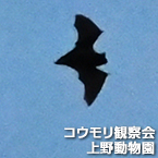 コウモリ観察会 上野動物園