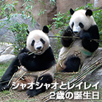 シャオシャオとレイレイ２歳の誕生日