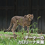 チーターのカロリーナ来園