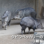 クビワペッカリーの３姉妹