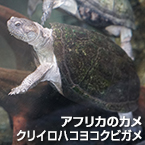 アフリカのカメ クリイロハコヨコクビガメ