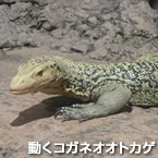 動くコガネオオトカゲ