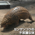 センザンコウの不思議な体