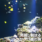 発展し続けるサンゴ礁の海