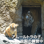 アムールトラの子、放飼の練習中