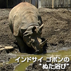 インドサイ ゴポンの”ぬた浴び”