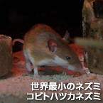 世界最小のネズミ コビトハツカネズミ