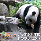 シャオシャオに氷のプレゼント