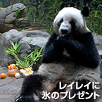 レイレイに氷のプレゼント