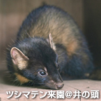 ツシマテン来園@井の頭