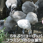 5年ぶり！ヨーロッパフラミンゴのひな誕生