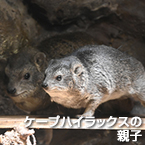 ケープハイラックスの親子