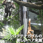 シロテテナガザルの新しいペア来園