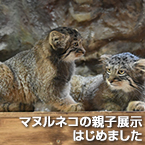 マヌルネコの親子展示はじめました