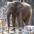 アフリカゾウ砥夢 抜牙から3ヶ月後