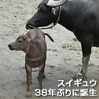 スイギュウ38年ぶりに誕生