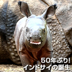 50年ぶり！インドサイの誕生