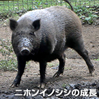 ニホンイノシシの成長