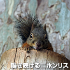 鳴き続けるニホンリス