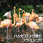 ハシビロコウ舎にフラミンゴ？