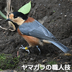 ヤマガラの職人技