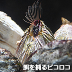 餌を捕るピコロコ