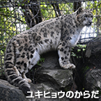 ユキヒョウのからだ