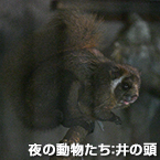 夜の動物たち：井の頭