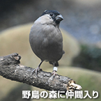 野鳥の森に仲間入り