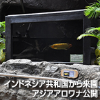 インドネシア共和国から来園 アジアアロワナ公開